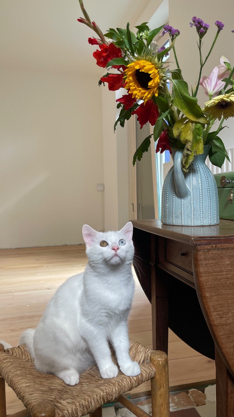 Poyraz - lieve mannelijke kitten te koop

Poyraz is een mann, Dieren en Toebehoren