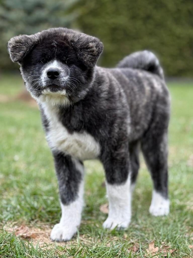 Akita inu Fci, Parvo, Reu, 8 tot 15 weken, Buitenland