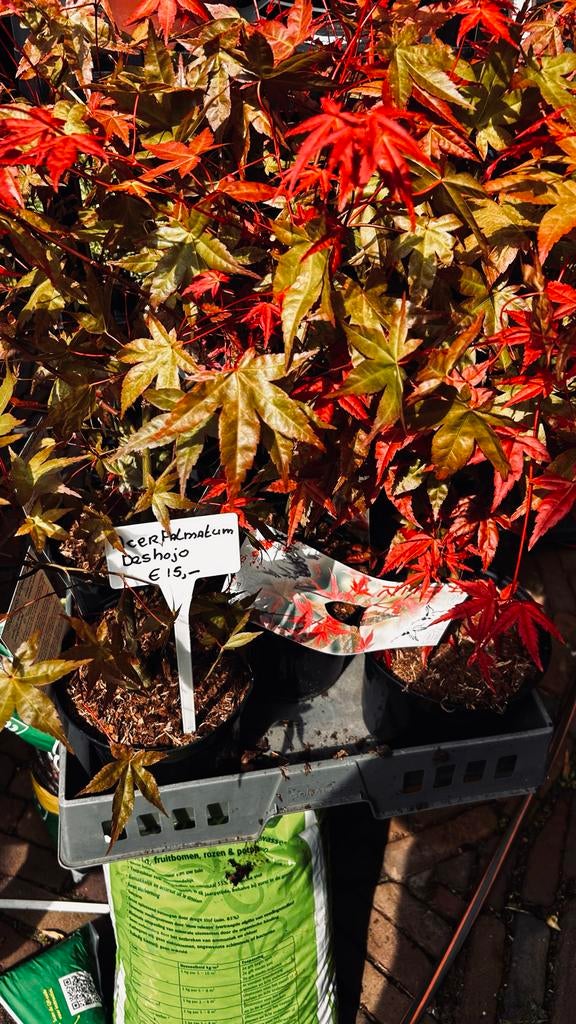 Acer palmatum 'Shin-deshojo' - Japanse esdoorn in pot, Bloeit niet, Overige soorten, Minder dan 100 cm, Ophalen