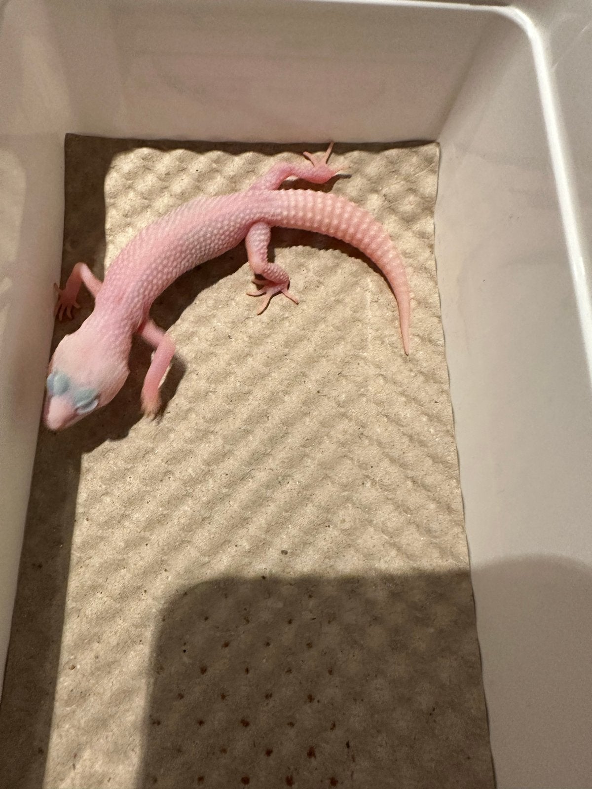Luipaard gekko 0.1 diablo Leopard Gecko - female for sale from wes