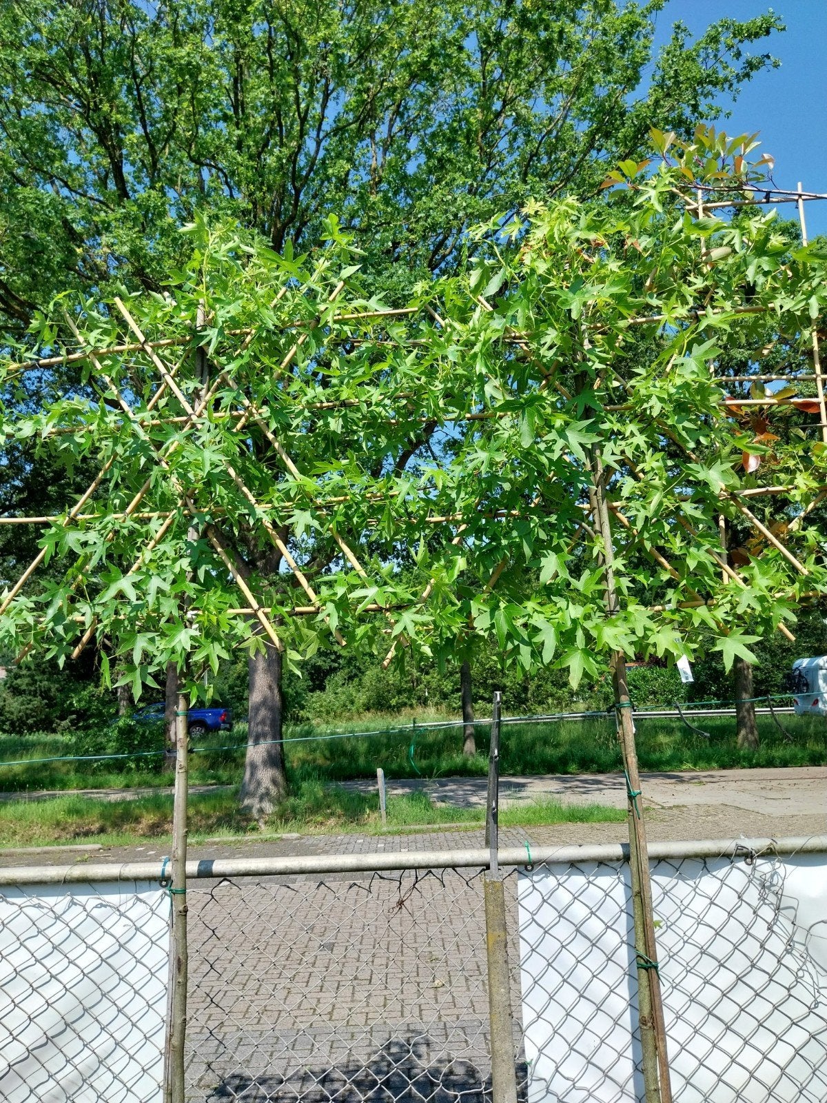 2x Liquidambar Leibomen - Prachtige Lei-Amberbomen, Bloeit niet, Leiboom, 250 tot 400 cm, Ophalen