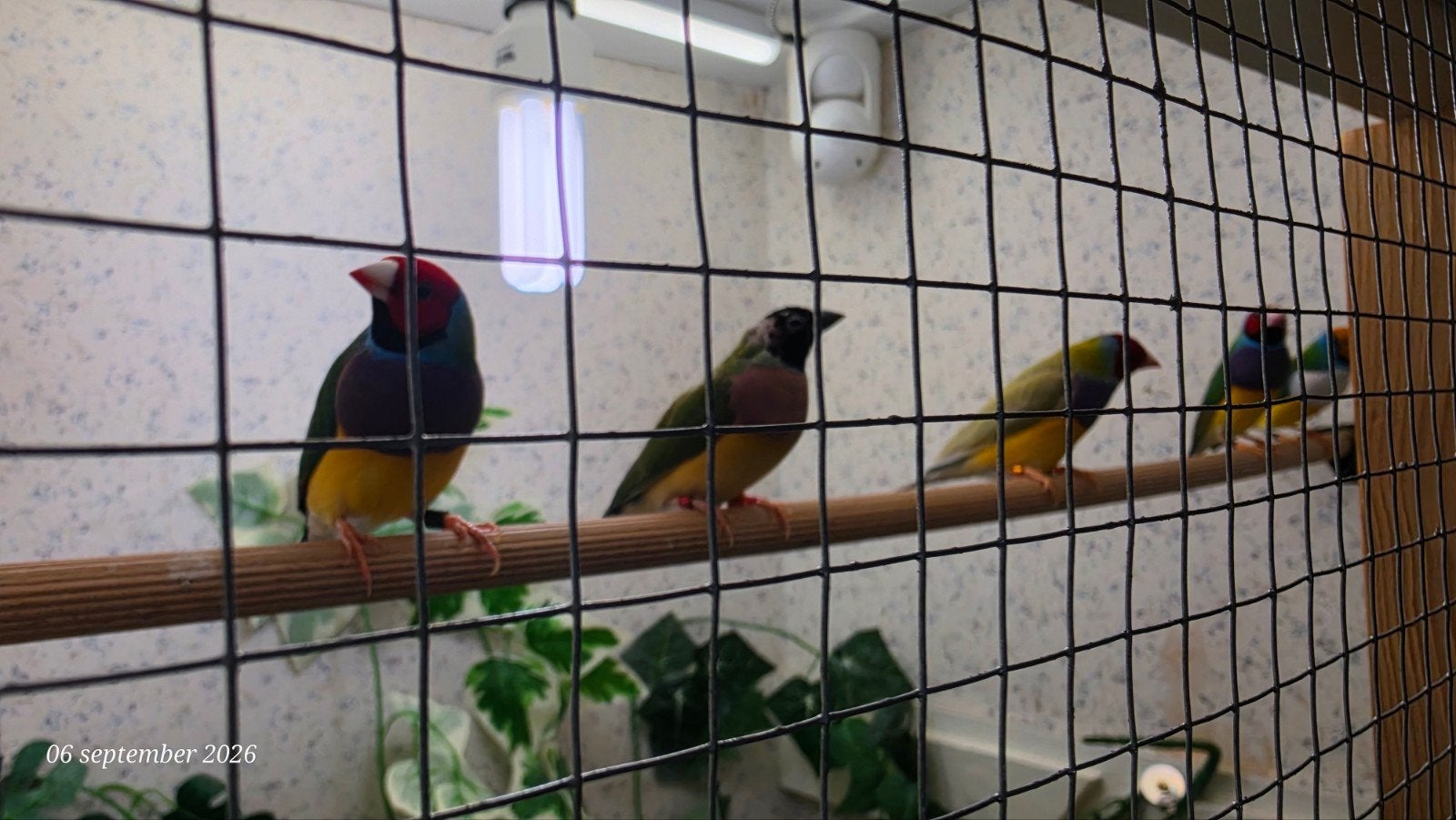 goulds amadine 5 stuks, Dieren en Toebehoren, Meerdere dieren, Tropenvogel