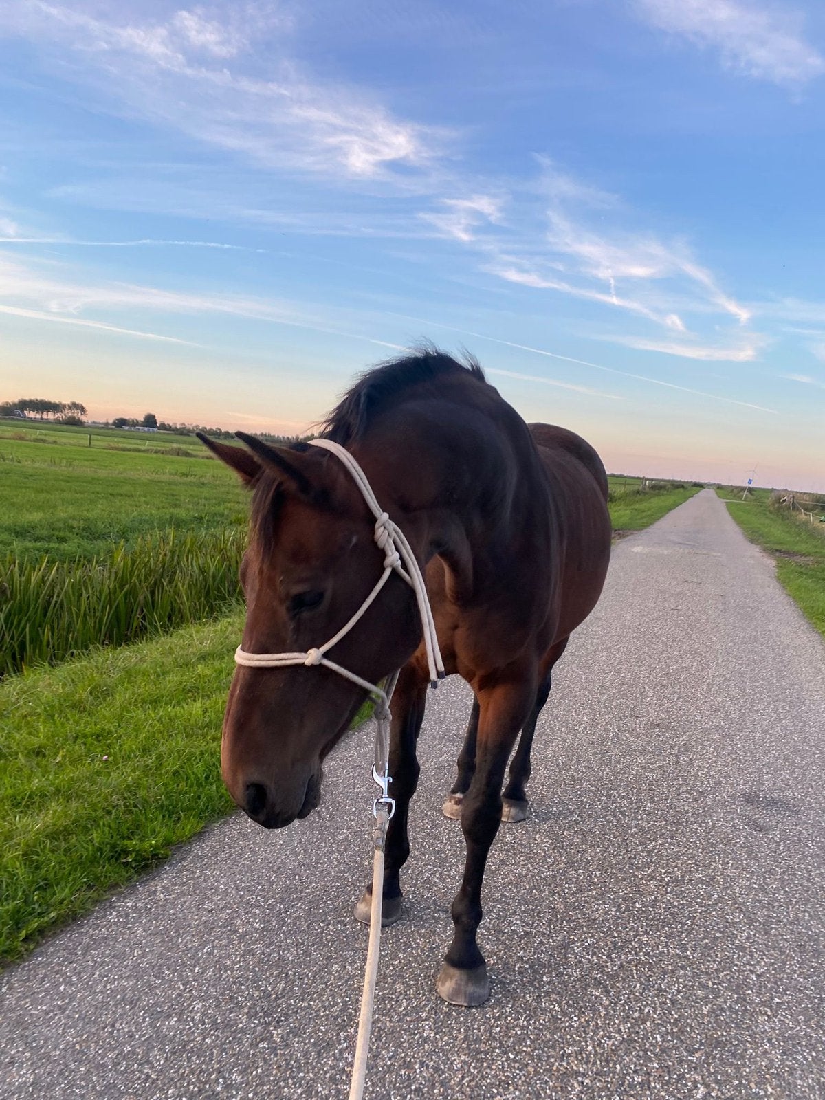 Lieve 18jarige merrie, Dieren en Toebehoren, Paarden, Merrie, 160 tot 165 cm, Recreatiepaard, 11 jaar of ouder