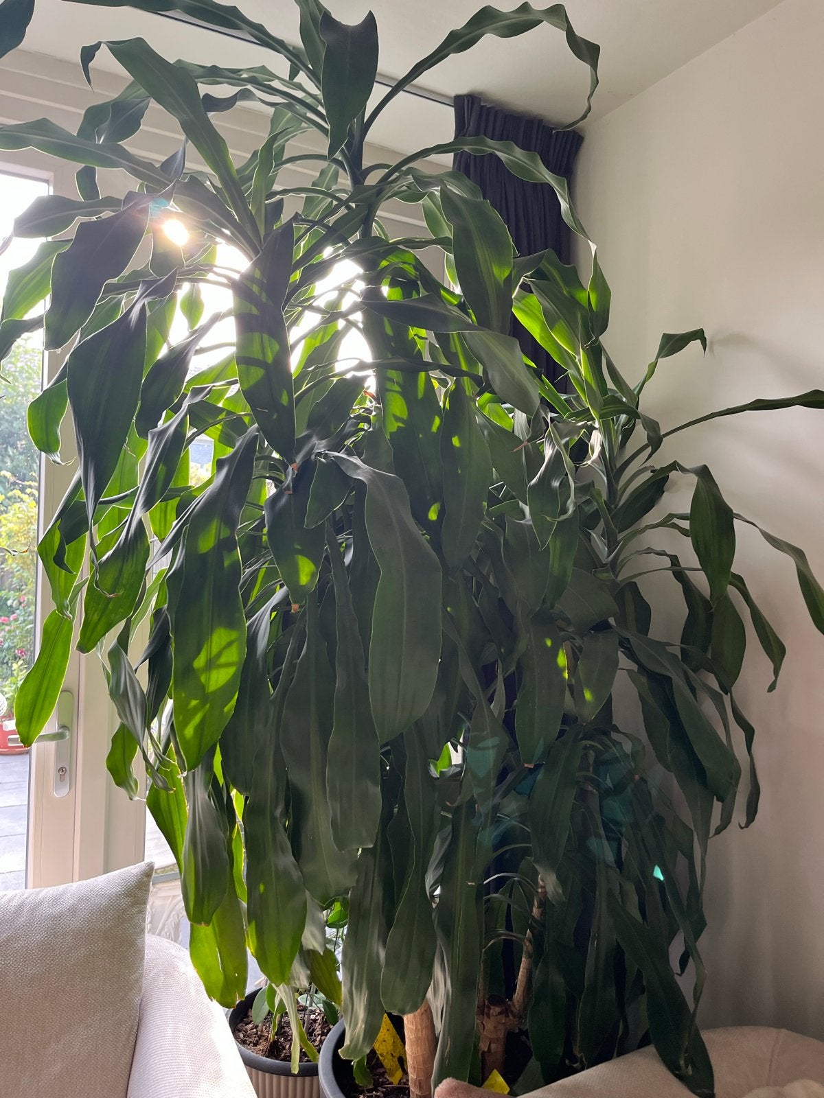 Grote Dracaena fragrans (drakenboom) - 2.5m hoog, Ophalen, 200 cm of meer, Overige soorten, Halfschaduw
