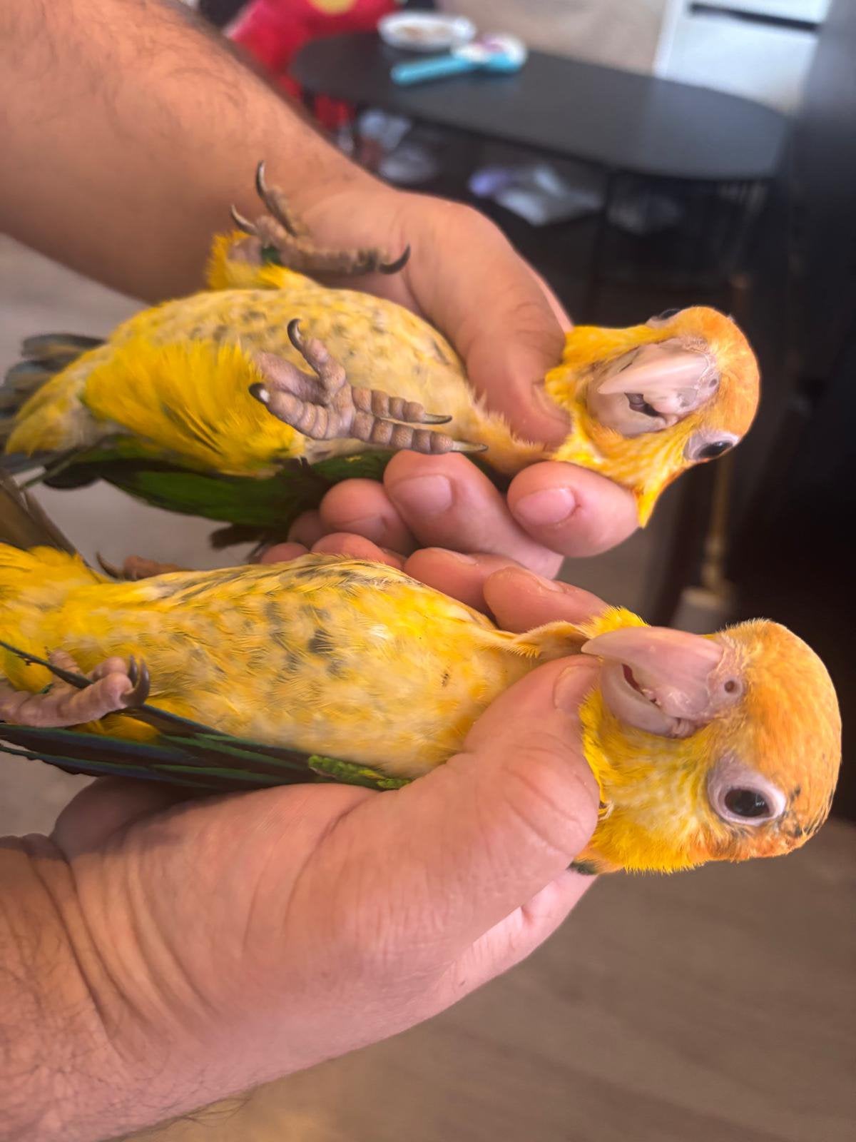 1 Roestkop Caique Papegaaien – DNA - Zelfstandig, Dieren en Toebehoren, Meerdere dieren, Parkiet, Geringd
