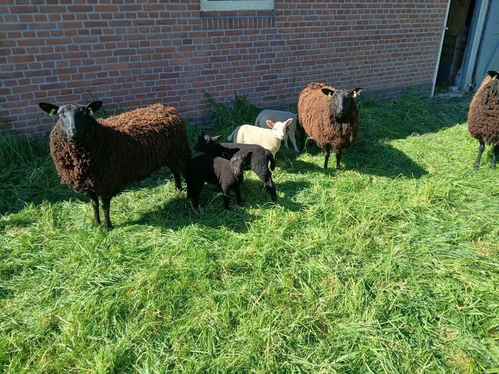 Zwartbles Texelaar, Dieren en Toebehoren, Vrouwelijk, Schaap, 0 tot 2 jaar