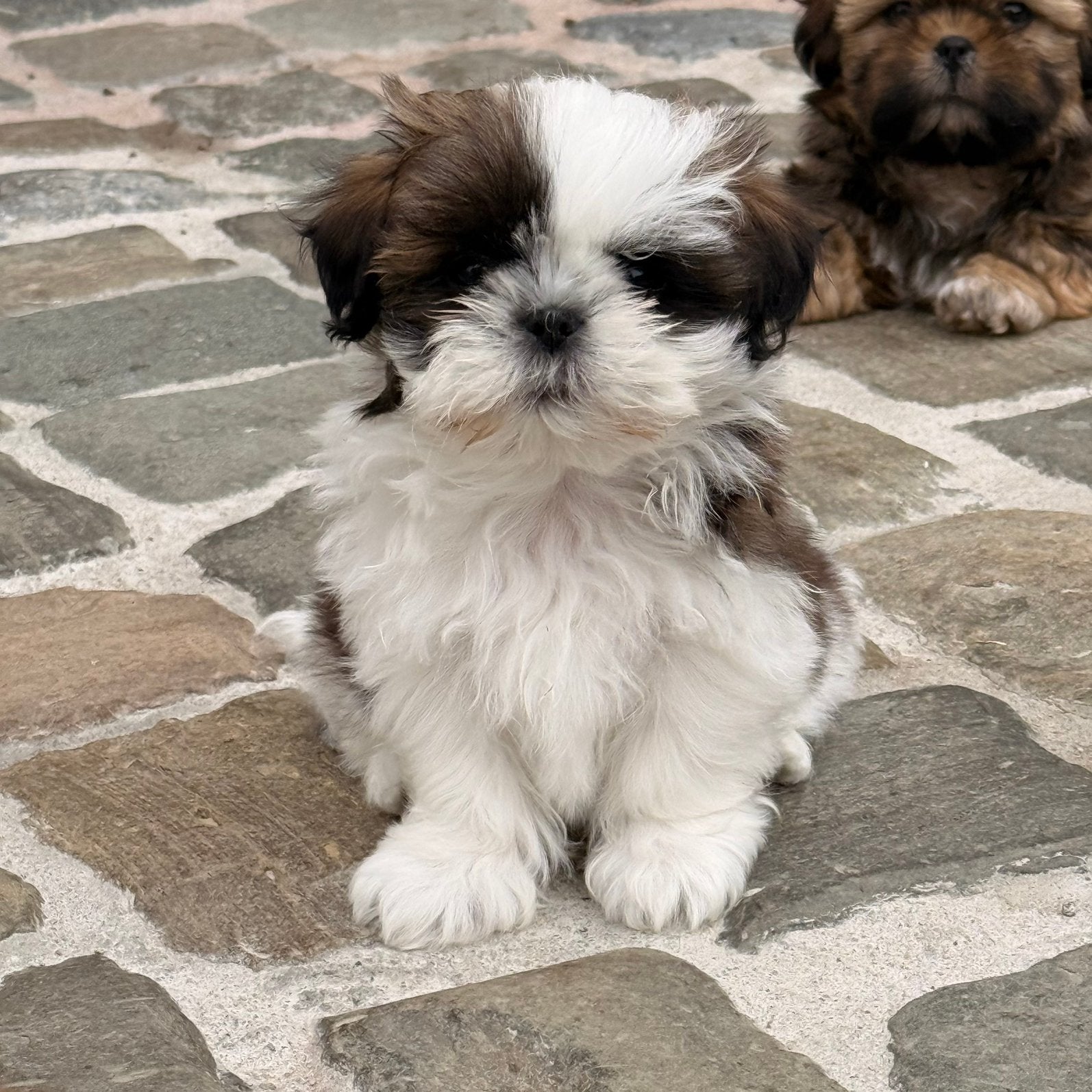 Lhasa apso pups, Nederland, Overige rassen, CDV (hondenziekte), 8 tot 15 weken