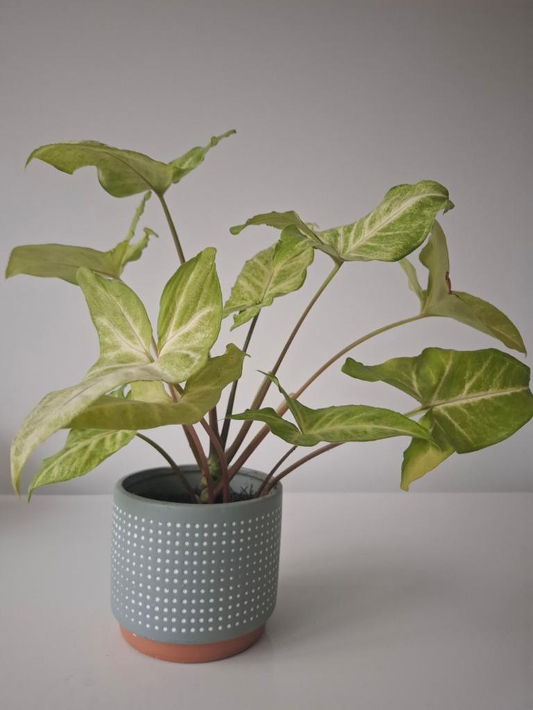 Syngonium in leuke pot!, Ophalen, Halfschaduw, Minder dan 100 cm