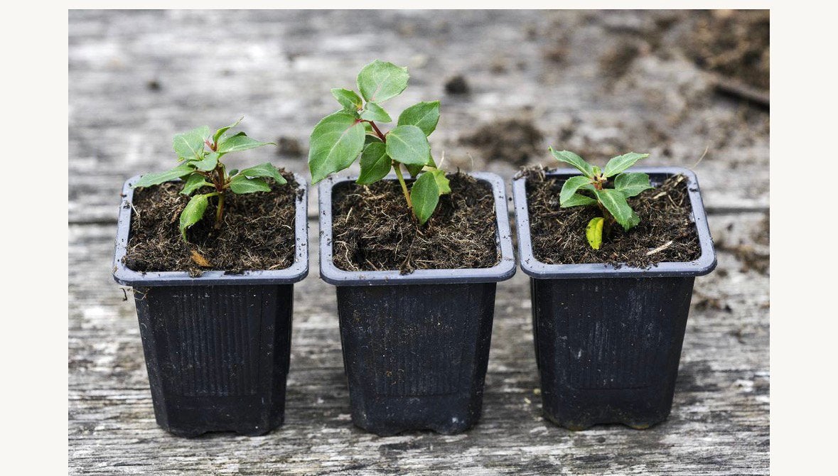 Gezocht:gratis vaste bloemenplant/stekje, sociale tuin., Ophalen, Overige soorten, Volle zon