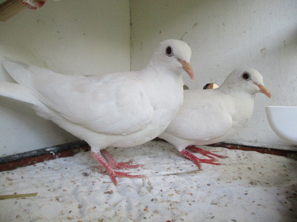 2 jonge witte koerduiven/lachduiven/tortelduiven, Geslacht onbekend, Overige soorten