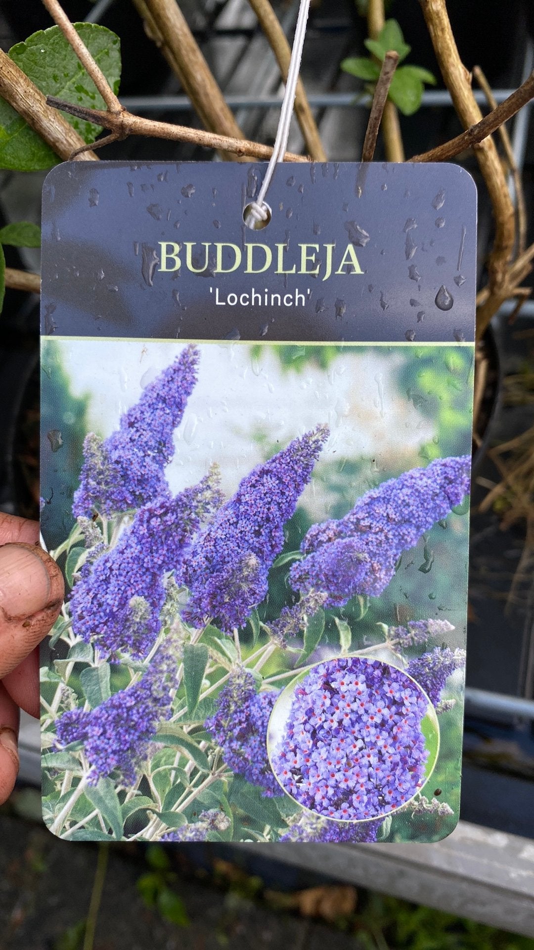 Buddleja Vlinderstruik - Diverse Soorten en Kleuren, Tuin en Terras, Volle zon, Vaste plant, Zomer, Ophalen