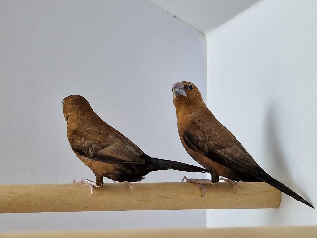 Japanse meeuw | Tropische vogels | Deskundig advies, Dieren en Toebehoren, Vogels | Overige Vogels, Meerdere dieren, Tropenvogel