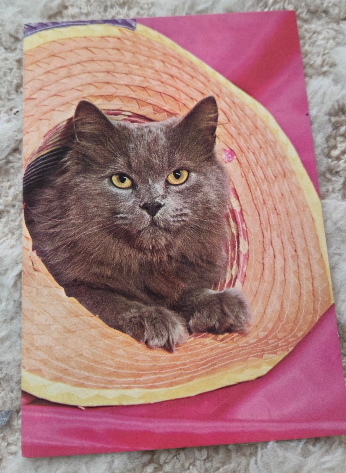 Kat in Hoed, Verzenden, 1960 tot 1980, Ongelopen, Hond of Kat