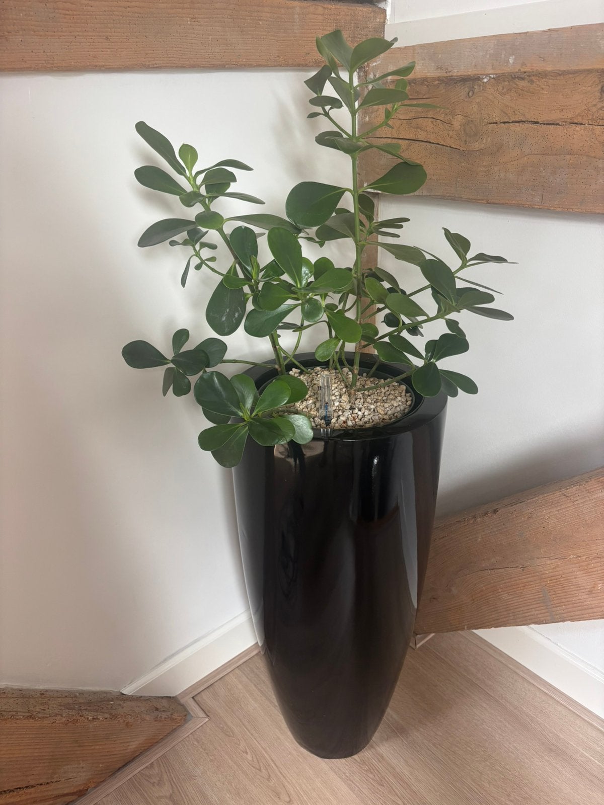 Grote hoge bloempot met plant op hydro cultuur., Huis en Inrichting, Woonaccessoires | Zuilen en Pilaren, Ophalen, Gebruikt