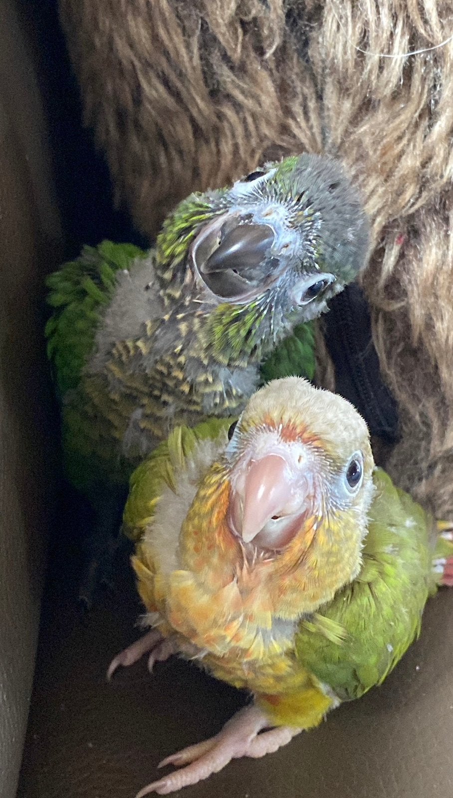Pyrrhura molinae tam, Meerdere dieren, Parkiet, Tam