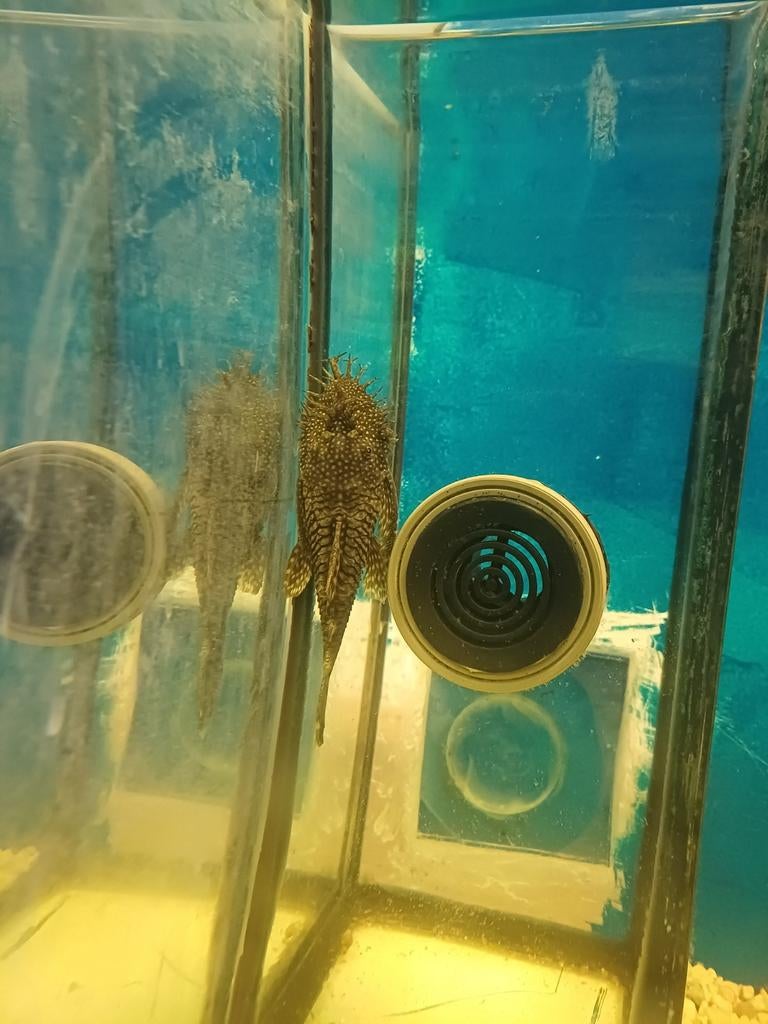 Volwassen ancistrus