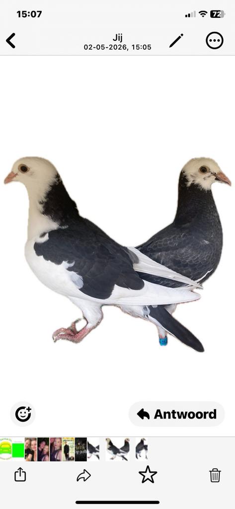 2 lieve baby postduifjes zijn op zoek naar een fijn huisje!!, Dieren en Toebehoren, Postduif