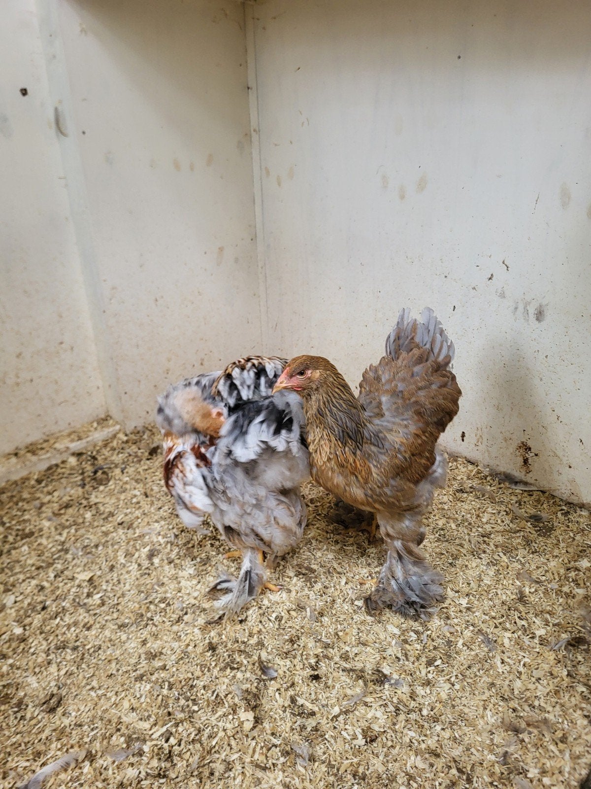 grote brama kippen .een haan denk ik en een hen, Dieren en Toebehoren, Meerdere dieren, Kip