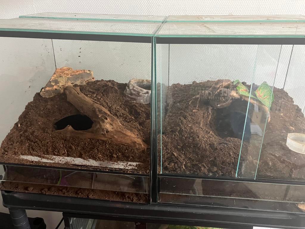 Vogelspinnen 4 x, Dieren en Toebehoren, Overige soorten