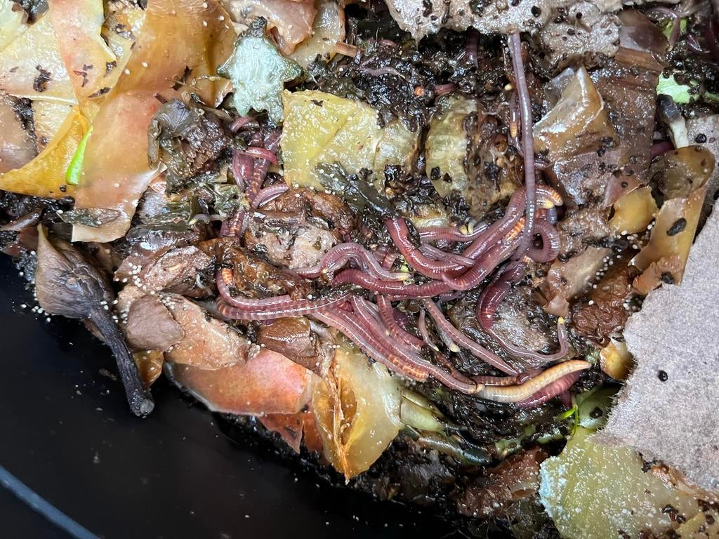 Wormen voor wormenhotel, Overige soorten