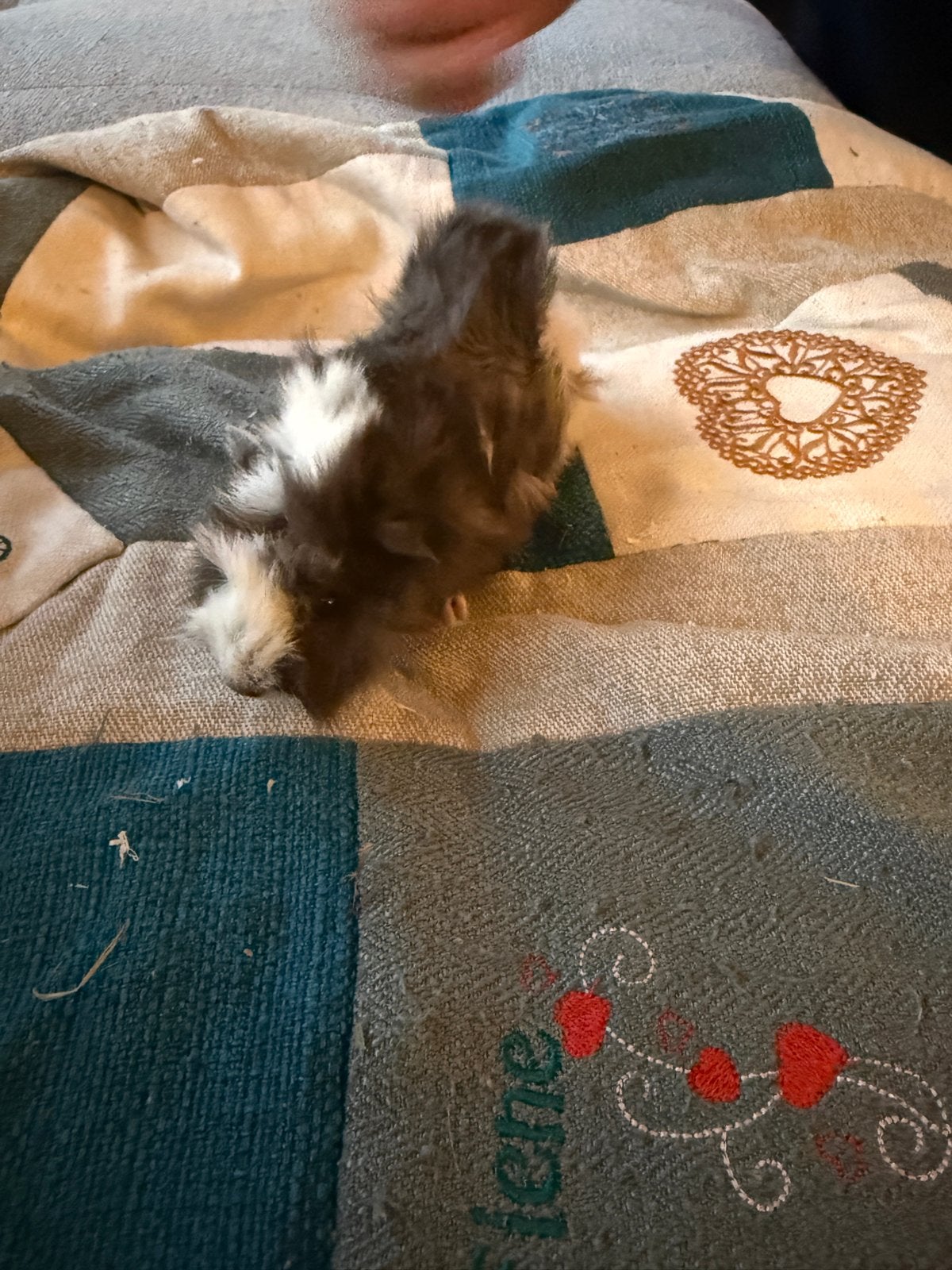 Cavia (mannetje), Dieren en Toebehoren, Cavia, Mannelijk, Mei, Tam