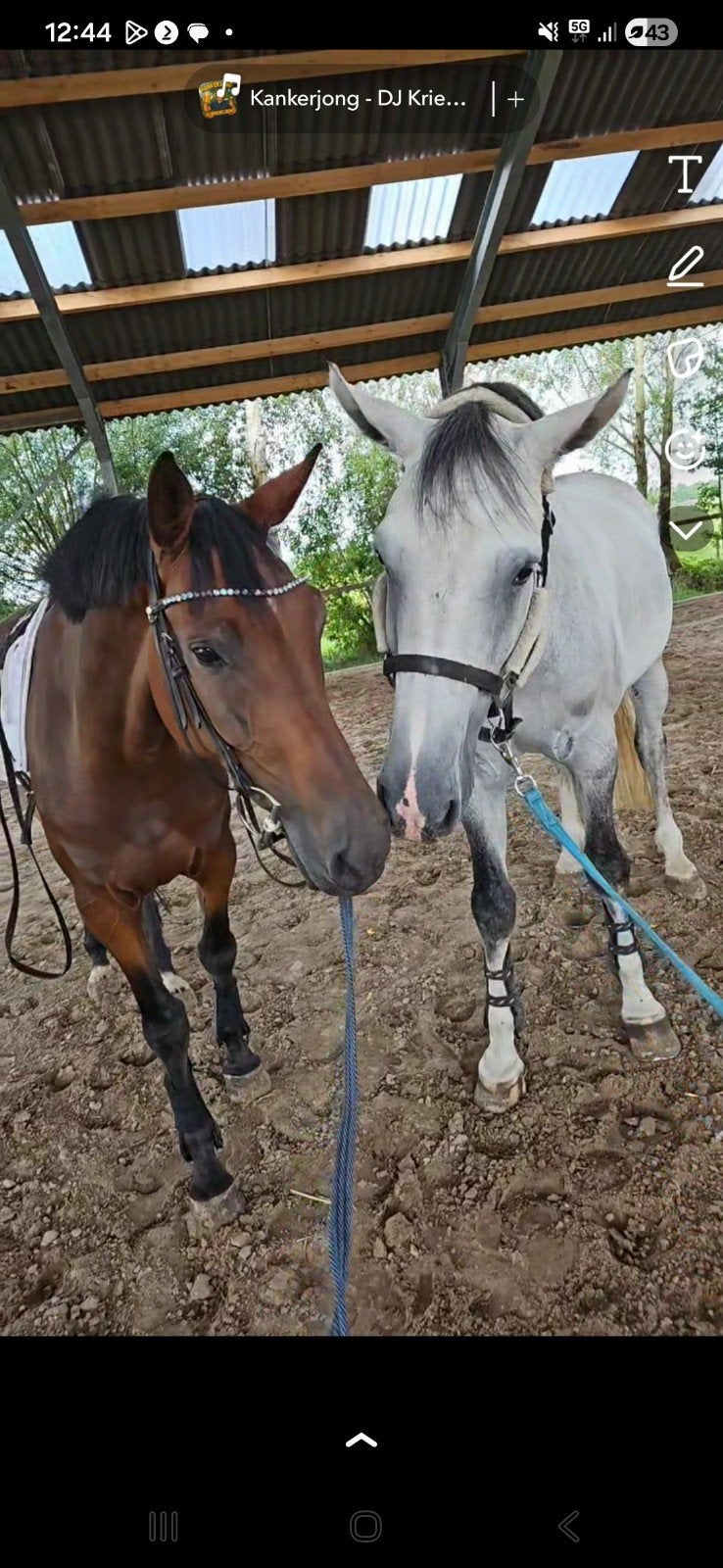 Lieve merrie, Dieren en Toebehoren, Paarden, Merrie