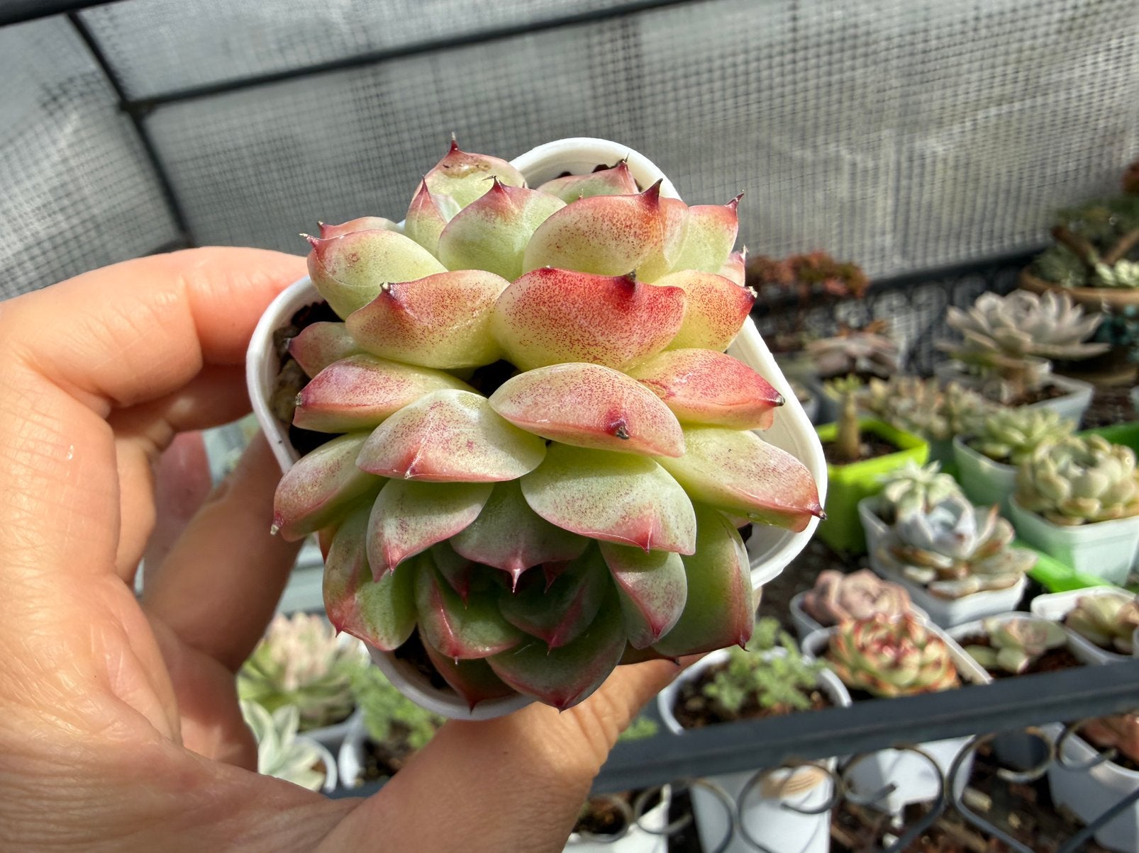 Echeveria Bai Jiji/pot 5cm/vetplant/succulent, Ophalen of Verzenden, Halfschaduw, Minder dan 100 cm