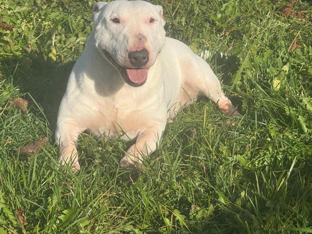 Te koop mooie mini Bullterriër teef, Nederland, 8 tot 15 weken, Teef, Eén hond