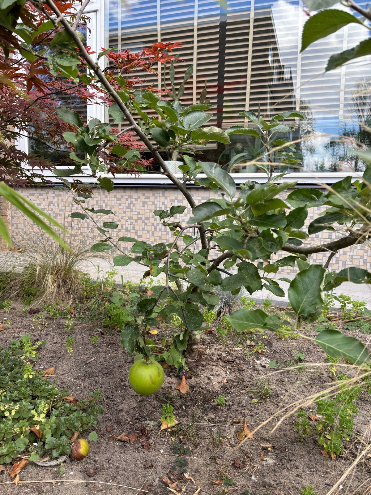 Appelboom >100cm, draagt al vruchten, Ophalen, 100 tot 250 cm, Appelboom