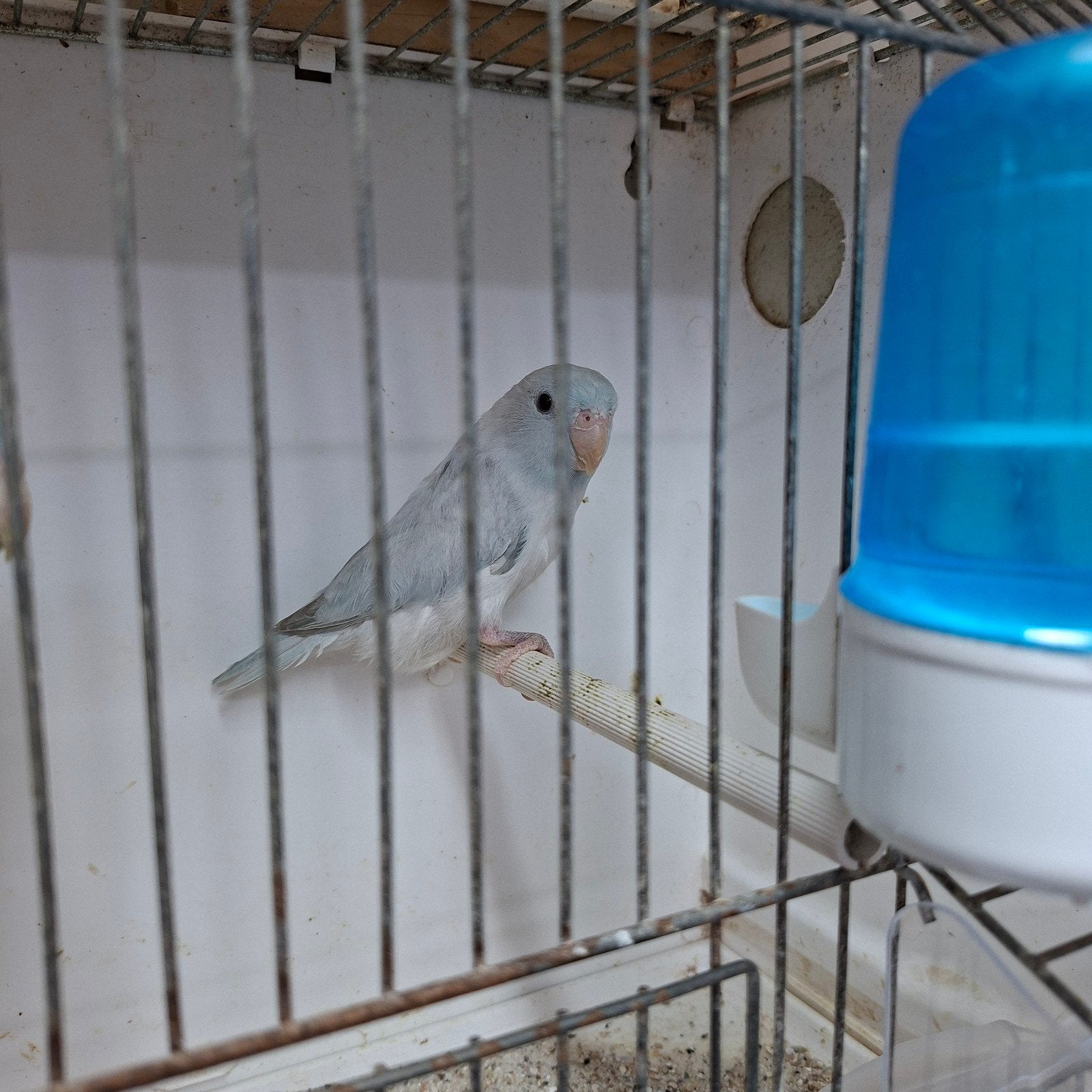 Te koop forpus mini papagaai, Dieren en Toebehoren, Vogels | Kanaries, Mannelijk, Bastaard