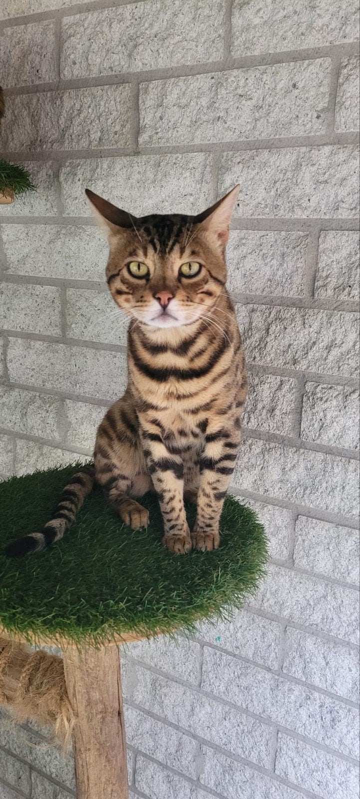 bengaalse kater, Dieren en Toebehoren, Kater, Gechipt, 0 tot 2 jaar