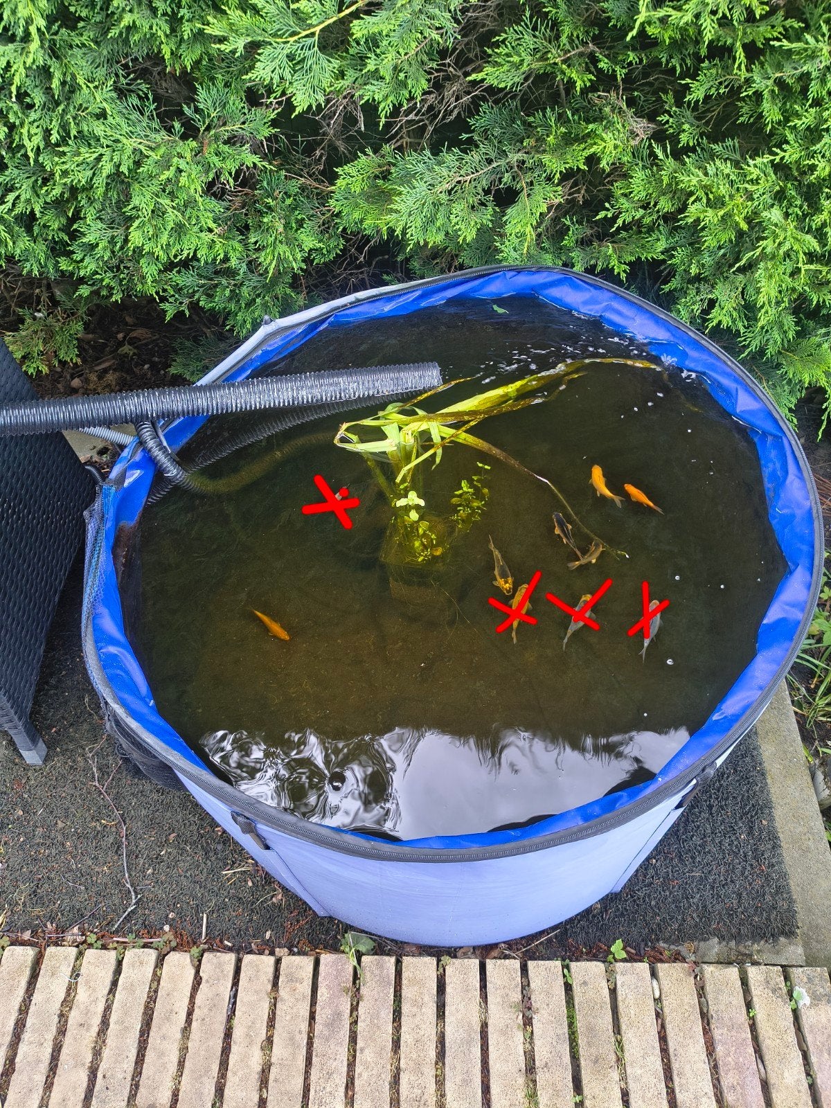 Jonge koi karpers te koop, Dieren en Toebehoren, Vissen | Vijvervissen, Karper of Koi