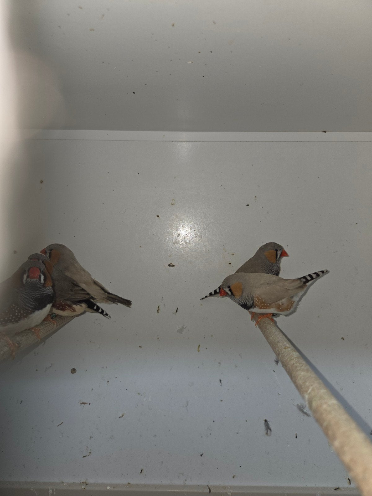 Zebravinken bleekrug, diverse koppels., Meerdere dieren