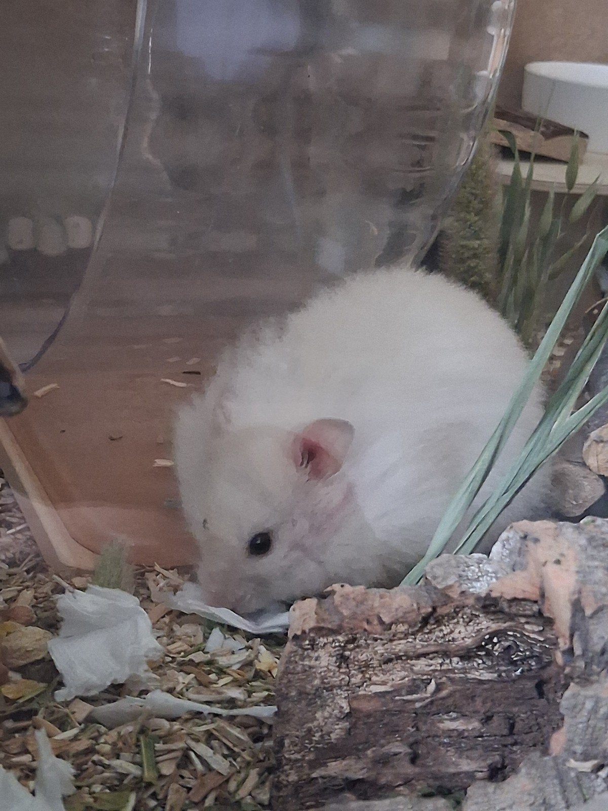 Hamster (moet snel naar een nieuw huisje), Oktober, Mannelijk, Hamster