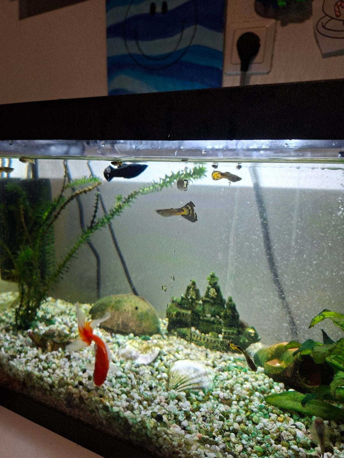 aquarium guppie's, Dieren en Toebehoren, Vis