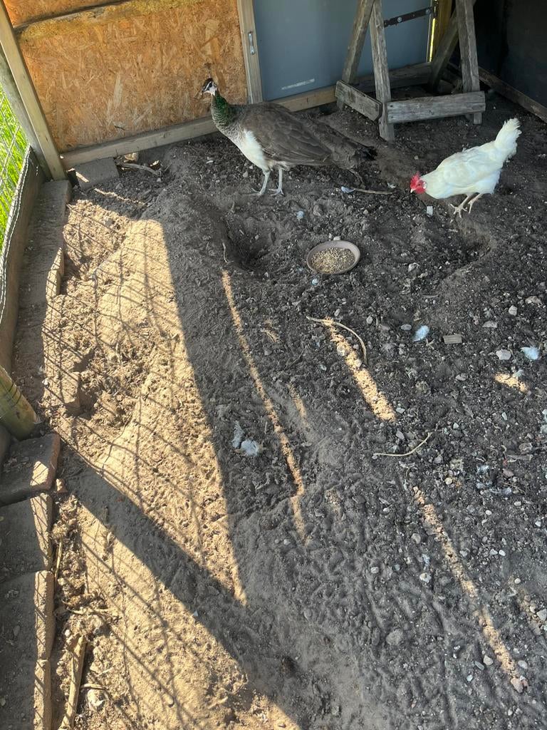 Pauw hen is vorig jaar bij ons aan komen lopen, Dieren en Toebehoren, Pluimvee, Meerdere dieren, Kip