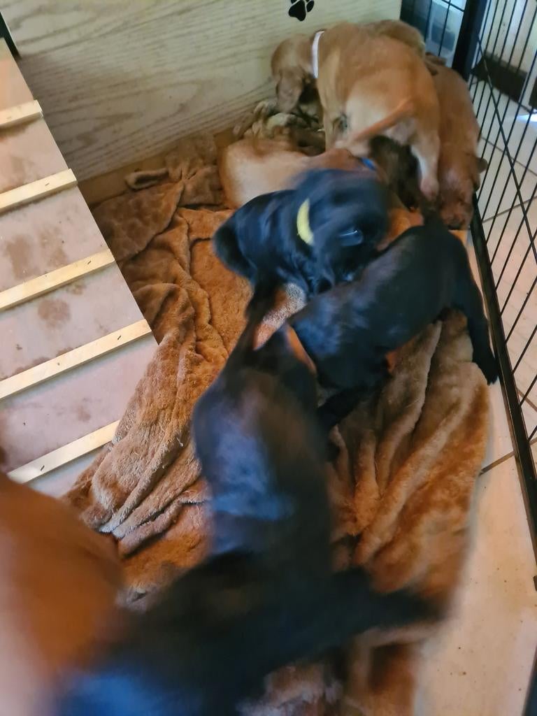 Nog 5 Setter Pups te koop, 8 tot 15 weken, Meerdere, Meerdere dieren, Nederland