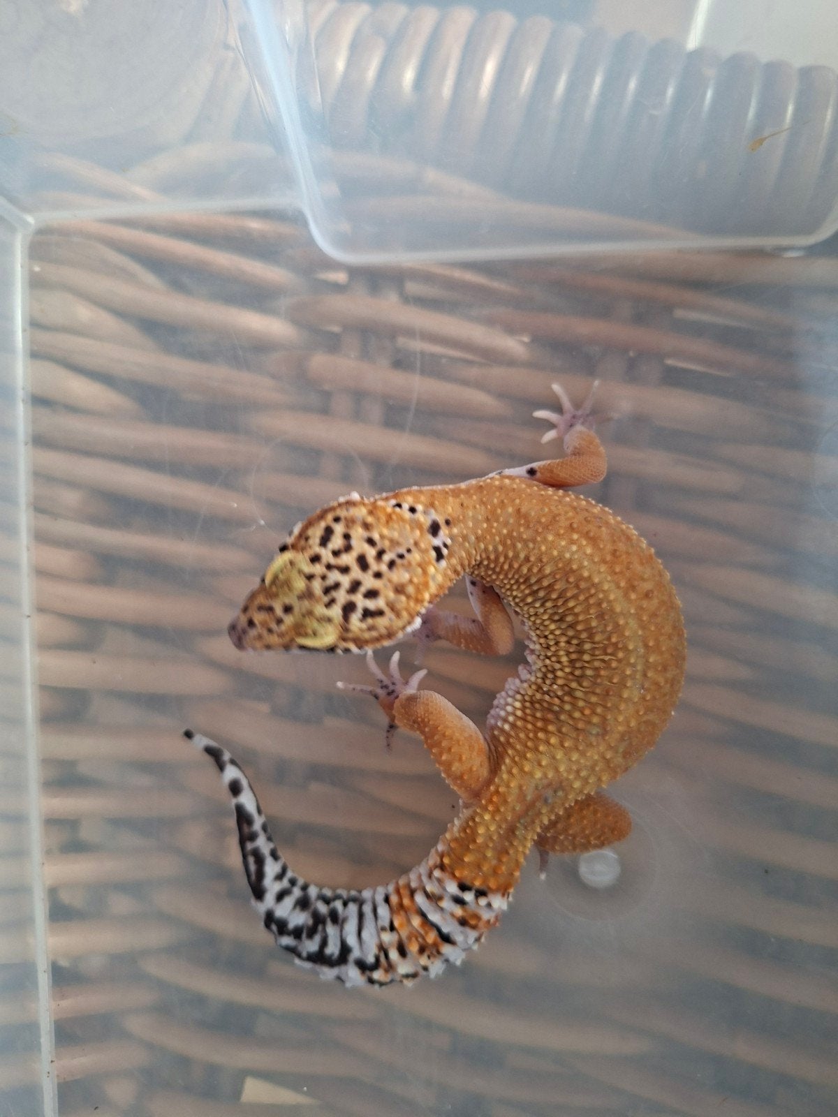 Eublepharis Macularius luipaardgekko man en vrouwen te koop Leopard Gecko photo 4