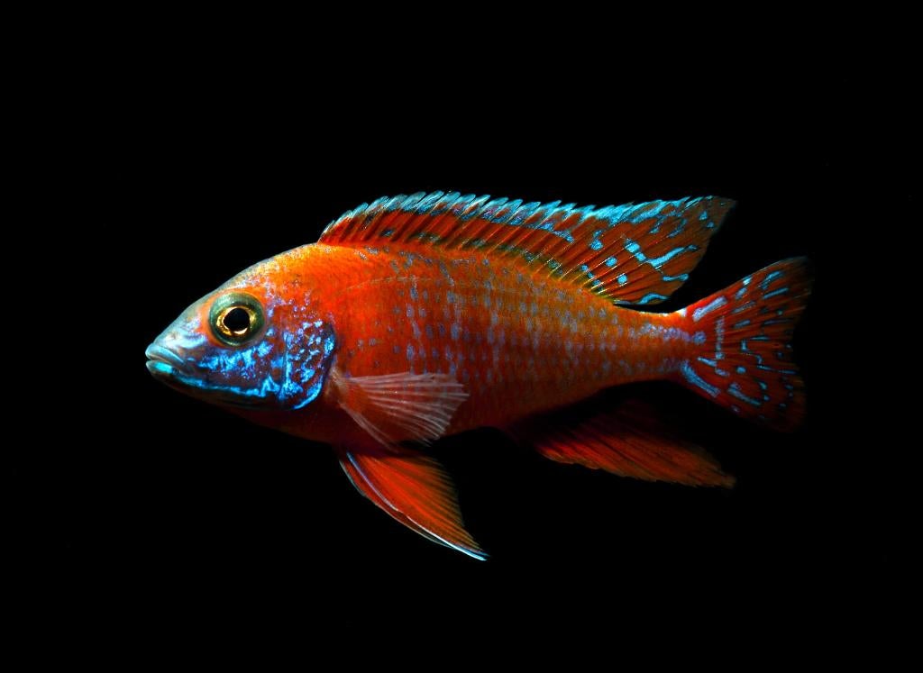 aulonocara rubin red man 15cm te koop, Vis, Zoetwatervis