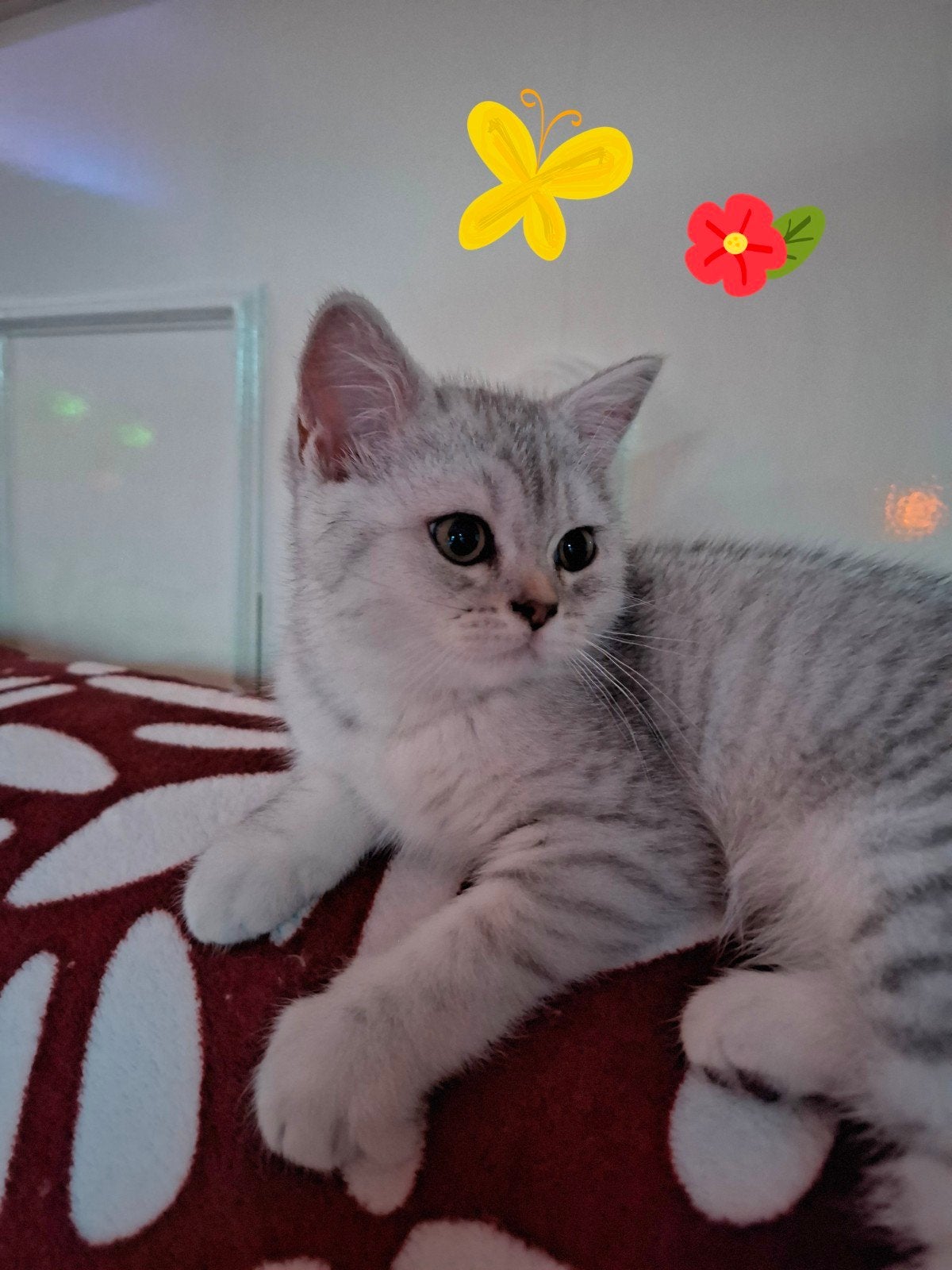 Britse Korthaar, kittens zilvergrijs en blauwgrijs, Dieren en Toebehoren, Katten en Kittens | Raskatten | Korthaar, Poes, Gechipt