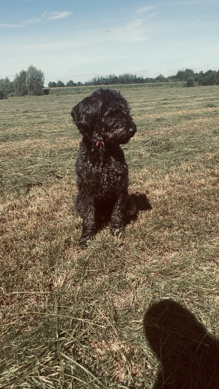 Labradoodle reu(gecastreerd) 2 jaar, Reu, 1 tot 2 jaar, Parvo, Eén hond