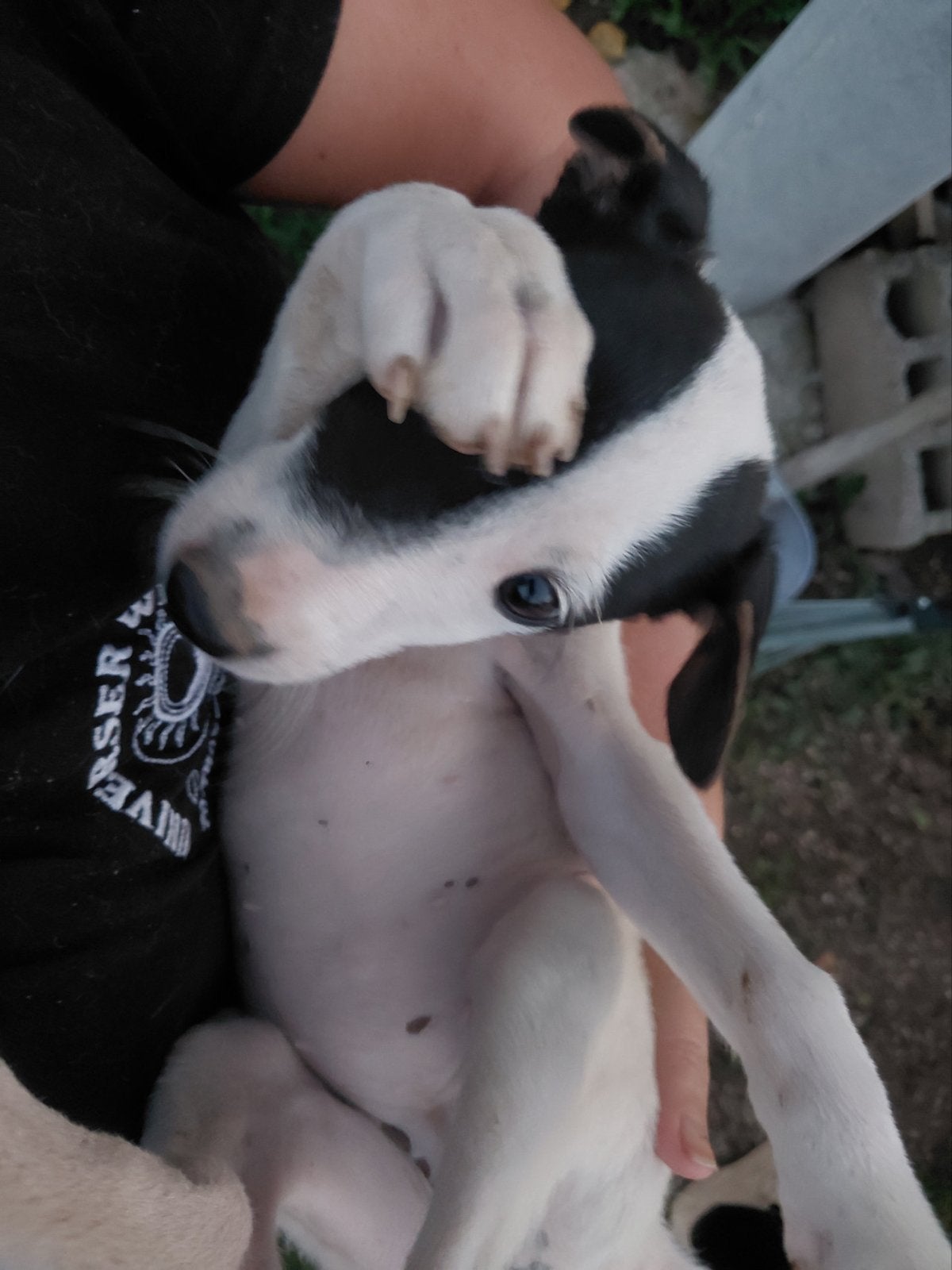 Pup zoekt nieuw huis, Particulier, 8 tot 15 weken, Buitenland, Teef