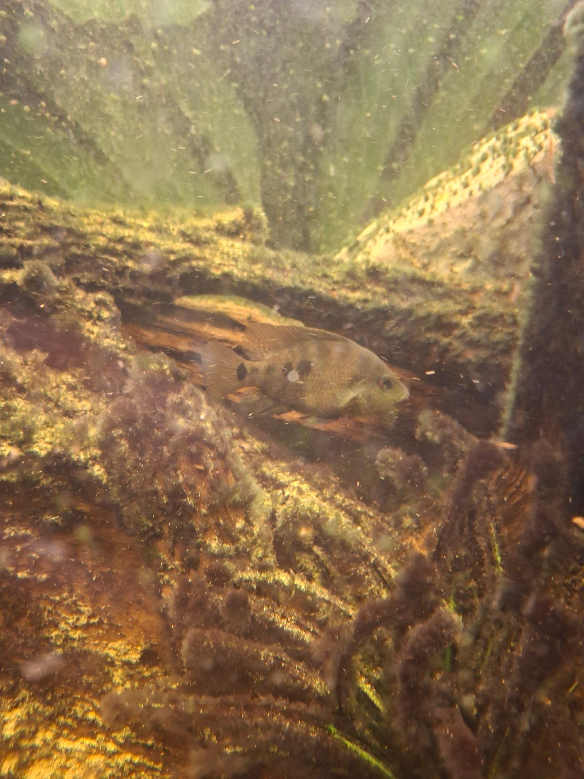 Papagaai cichlide/texas cichlide, Dieren en Toebehoren, Vissen | Aquariumvissen, Vis, Zoetwatervis, Schoolvis