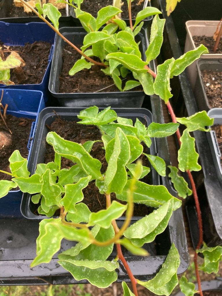 Peruaanse postelein (eetbaar blad), Ophalen, Volle zon, Bloeit niet, Groenteplanten