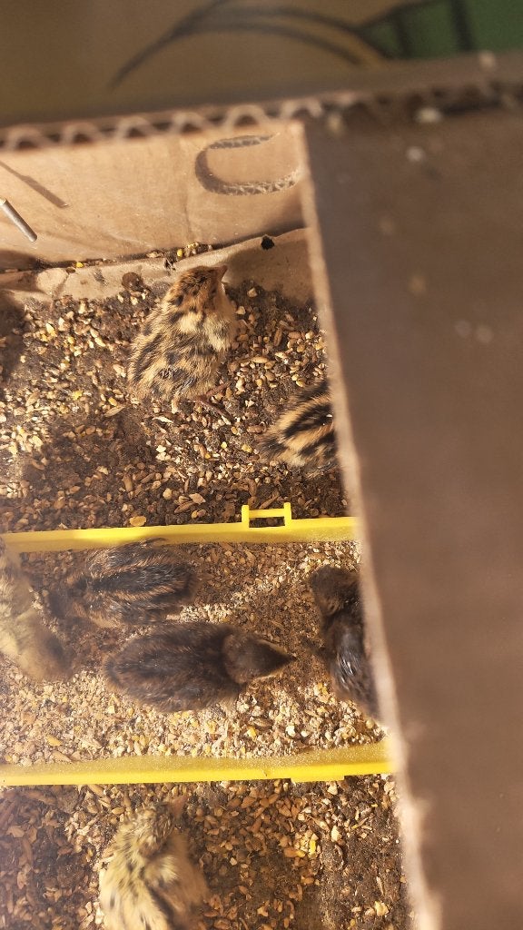 Kwartels kuikens, Dieren en Toebehoren, Pluimvee, Meerdere dieren, Overige soorten