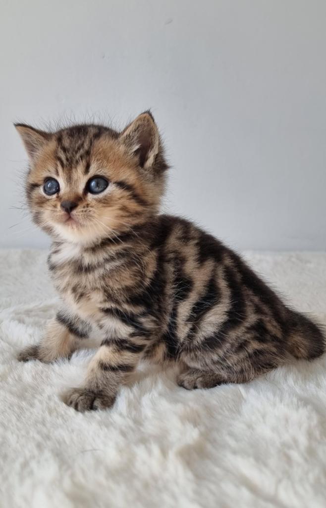 British shorthair kitten, Poes