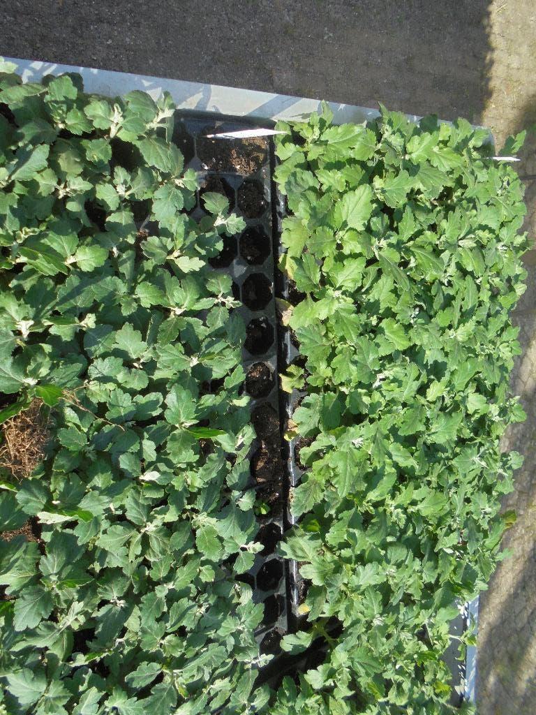 chrysanten stekken, Overige soorten, Eenjarig, Ophalen of Verzenden, Halfschaduw