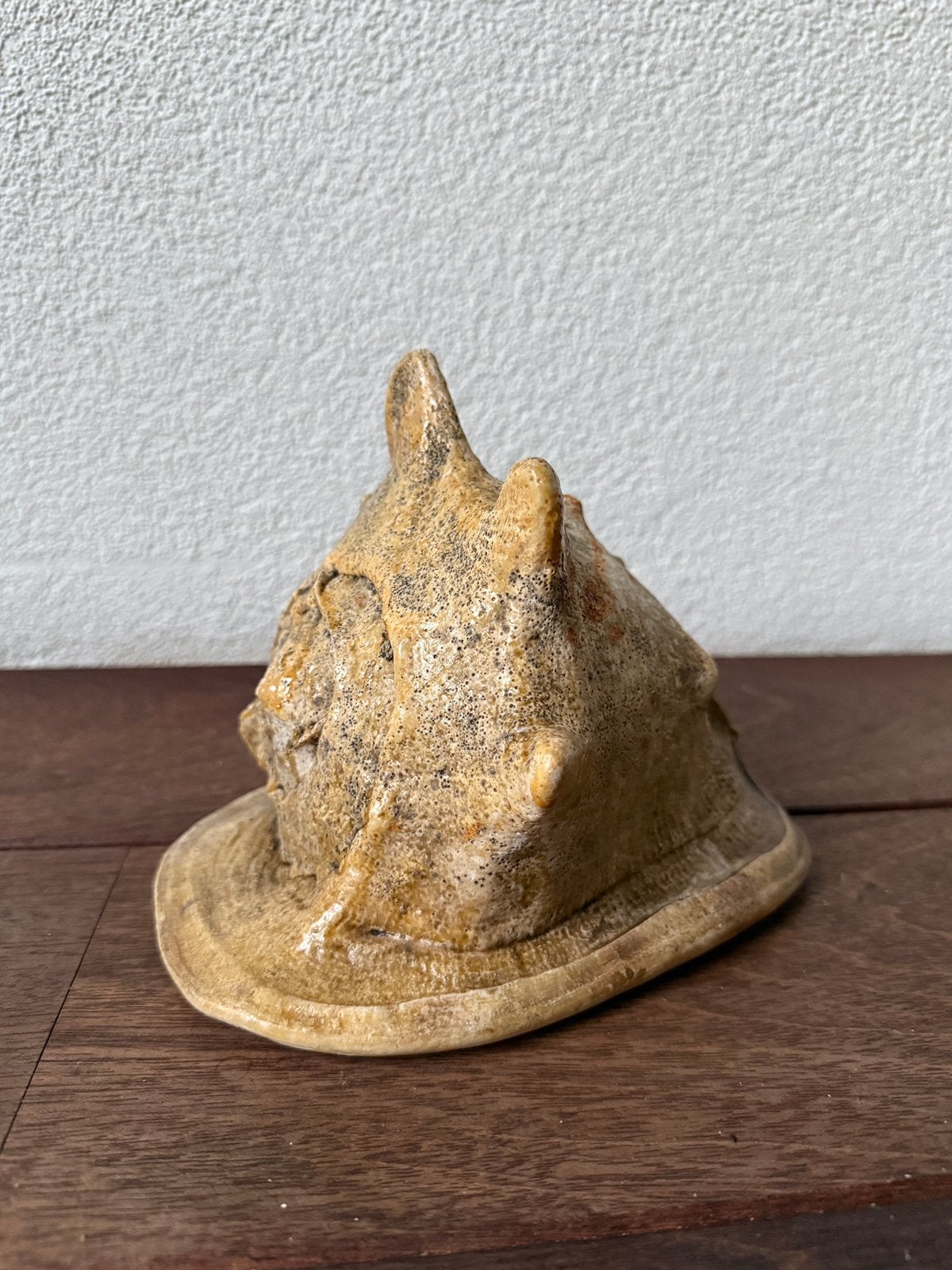 Zeer oude Cassis Cornuta schelp uit de Indische oceaan!, Verzenden, Schelp(en)