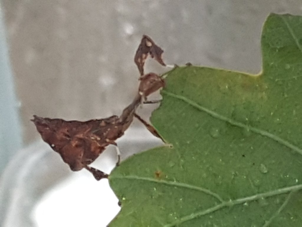 Wandelend Blad (PSG 72), Dieren en Toebehoren, Insecten en Spinnen, Wandelende tak