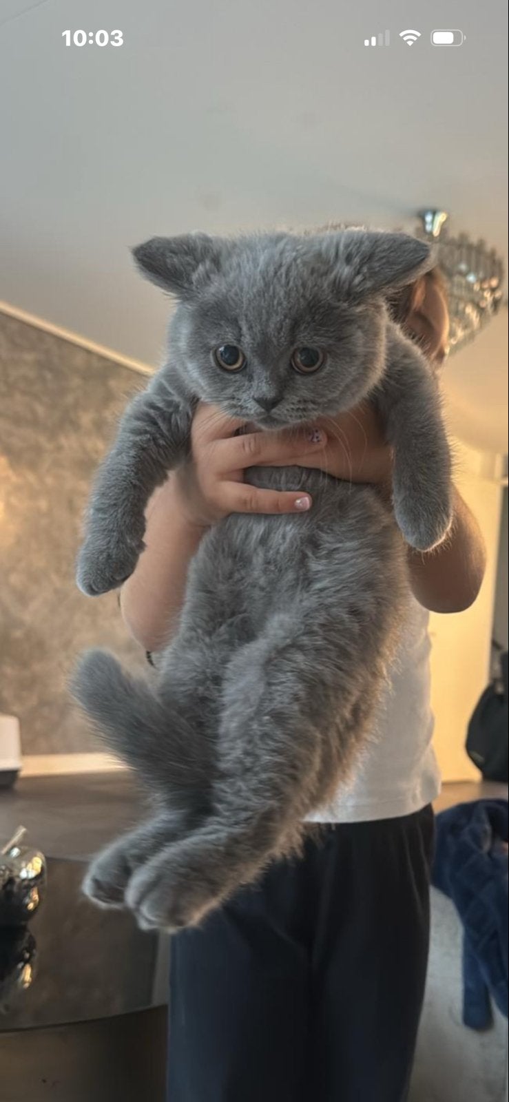 Britse korthaar kitten, Dieren en Toebehoren, Kater
